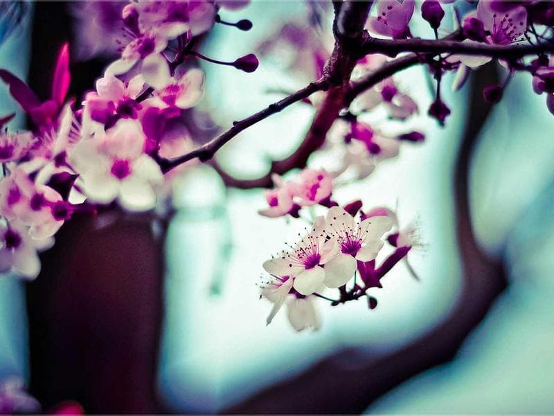 Sophia Al-Maria: Black Friday Redux